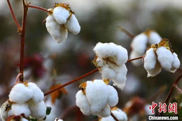 朵朵棉花吐絮盛開(kāi)。　劉艷敏 攝