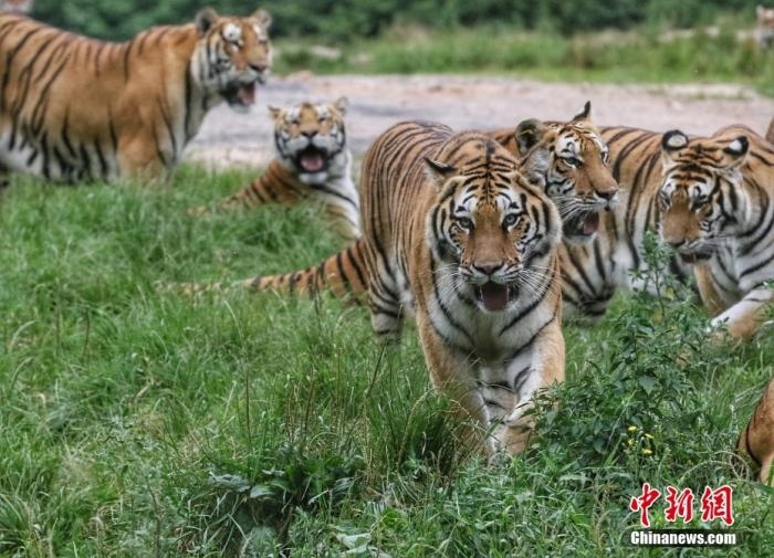 黑龍江省牡丹江市，中國橫道河子貓科動物飼養(yǎng)繁育中心內(nèi)的老虎。