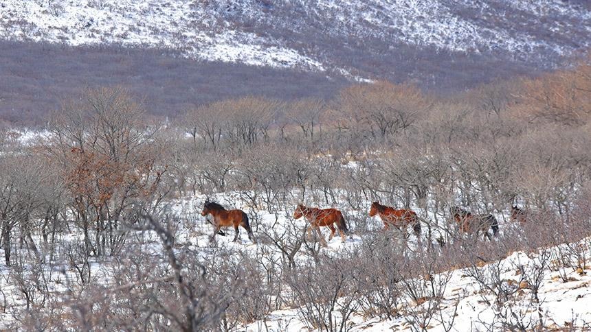 雪域風(fēng)光：冬日扎魯特草原