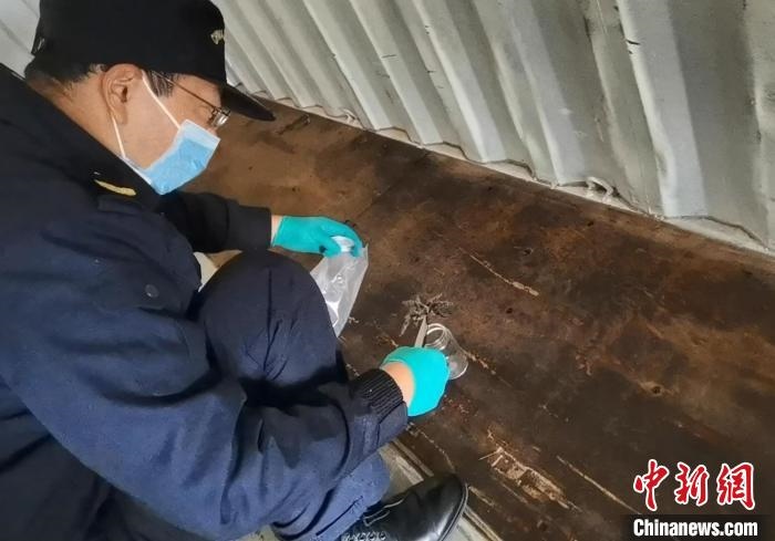 張家港海關(guān)工作人員截獲捕鳥(niǎo)蛛?！⊥踅〕?攝