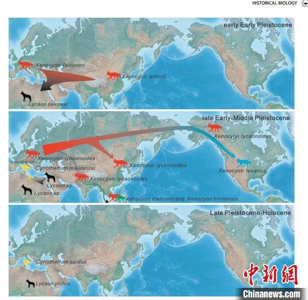 非洲野犬-異豺支系的演化脈絡(luò)圖?！≈锌圃汗偶棺邓?供圖