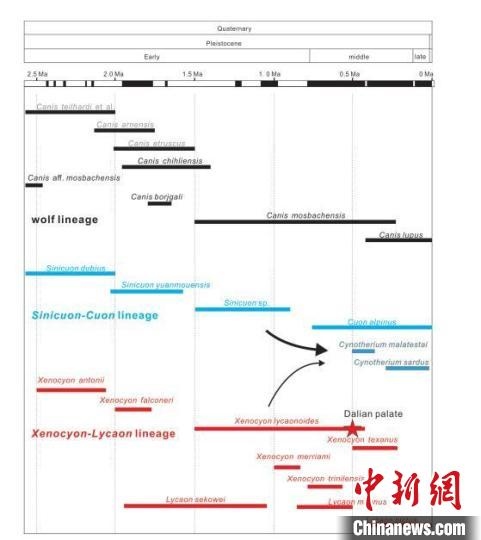 第四紀(jì)主要犬族成員分布年代圖?！≈锌圃汗偶棺邓?供圖