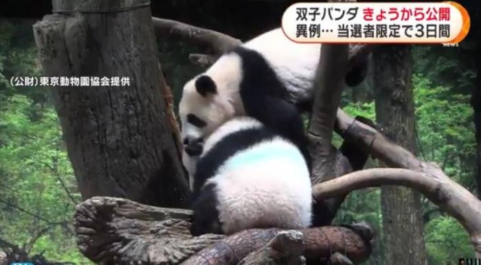 12日，日本東京上野動物園的旅日雙胞胎熊貓開始同游客見面。(圖片來源：日本富士電視臺視頻截圖)
