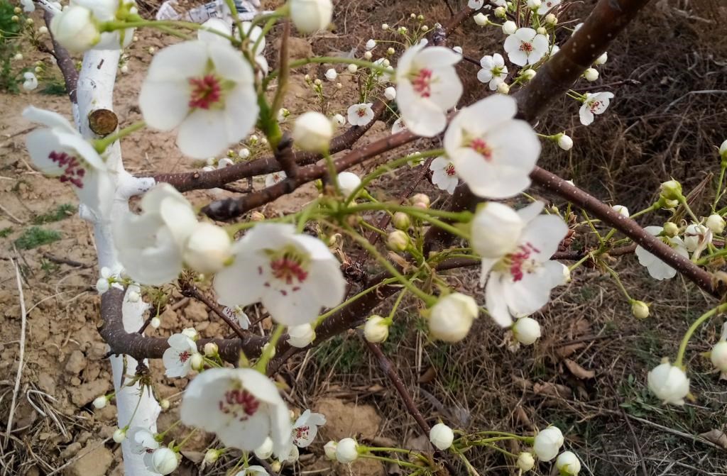 這是拍攝的汾西縣后加樓村盛開(kāi)的梨花。(受訪者供圖)