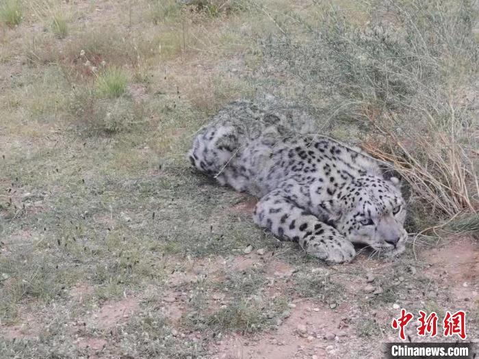 圖為在四子王旗發(fā)現(xiàn)的雪豹(資料圖)?！∷淖油跗炀焦﹫D