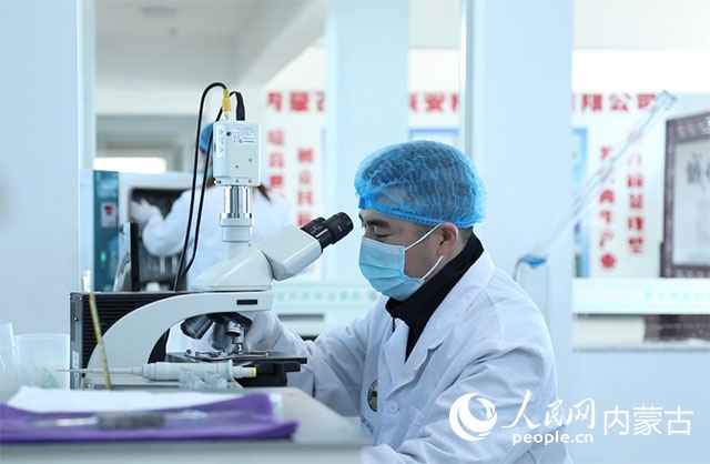 內(nèi)蒙古中農(nóng)興安種?？萍加邢薰韭鋺?hù)科右中旗，為肉牛產(chǎn)業(yè)發(fā)展提供了優(yōu)質(zhì)的種源保障。白俊華攝