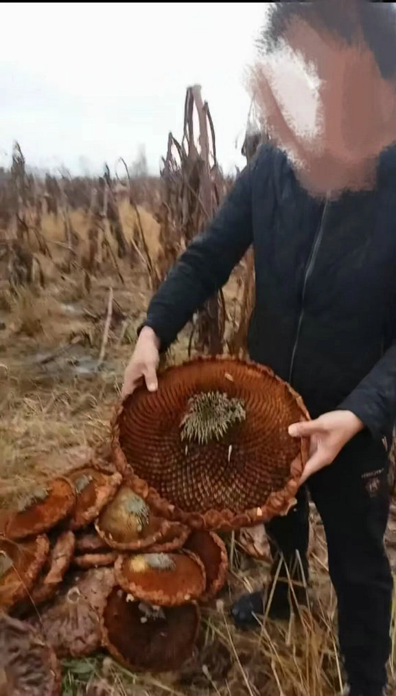 1763105473826038.jpg 葵花5.jpg