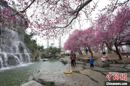 2月23日，市民在乾藝梅園景區(qū)觀(guān)賞綻放的梅花。陳興輝 攝