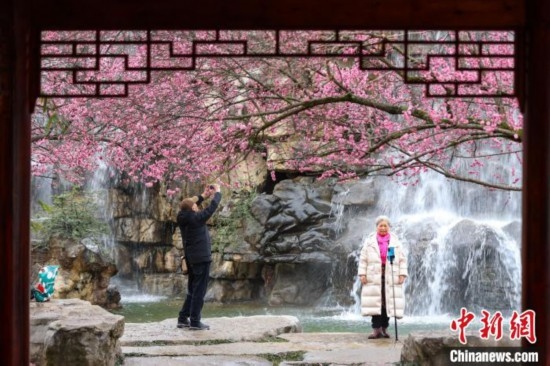 2月23日，市民在乾藝梅園景區(qū)觀(guān)賞拍攝綻放的梅花。瞿宏倫 攝