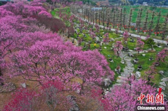 2月23日，航拍乾藝梅園景區(qū)綻放的梅花。瞿宏倫 攝