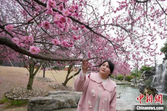 2月23日，市民在乾藝梅園景區(qū)觀(guān)賞綻放的梅花。陳興輝 攝