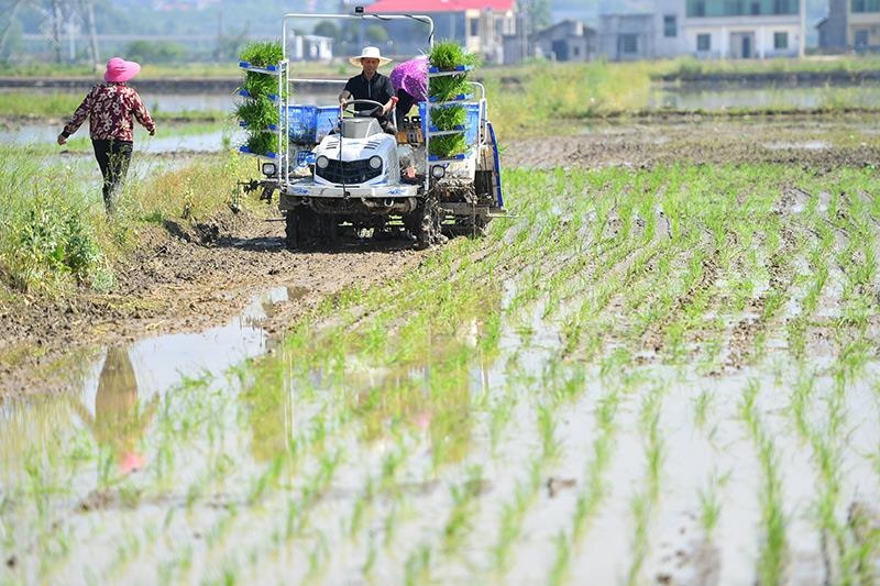 △2023年4月26日，湖南湘潭市雨湖區(qū)姜畬鎮(zhèn)易建河村的一處高標準農(nóng)田，農(nóng)民駕駛插秧機插秧。