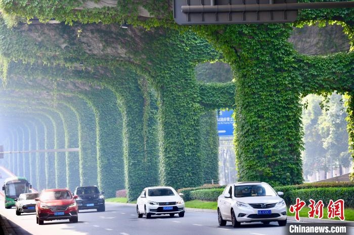 車(chē)輛從長(zhǎng)滿爬山虎的橋墩旁經(jīng)過(guò)?！埨?攝