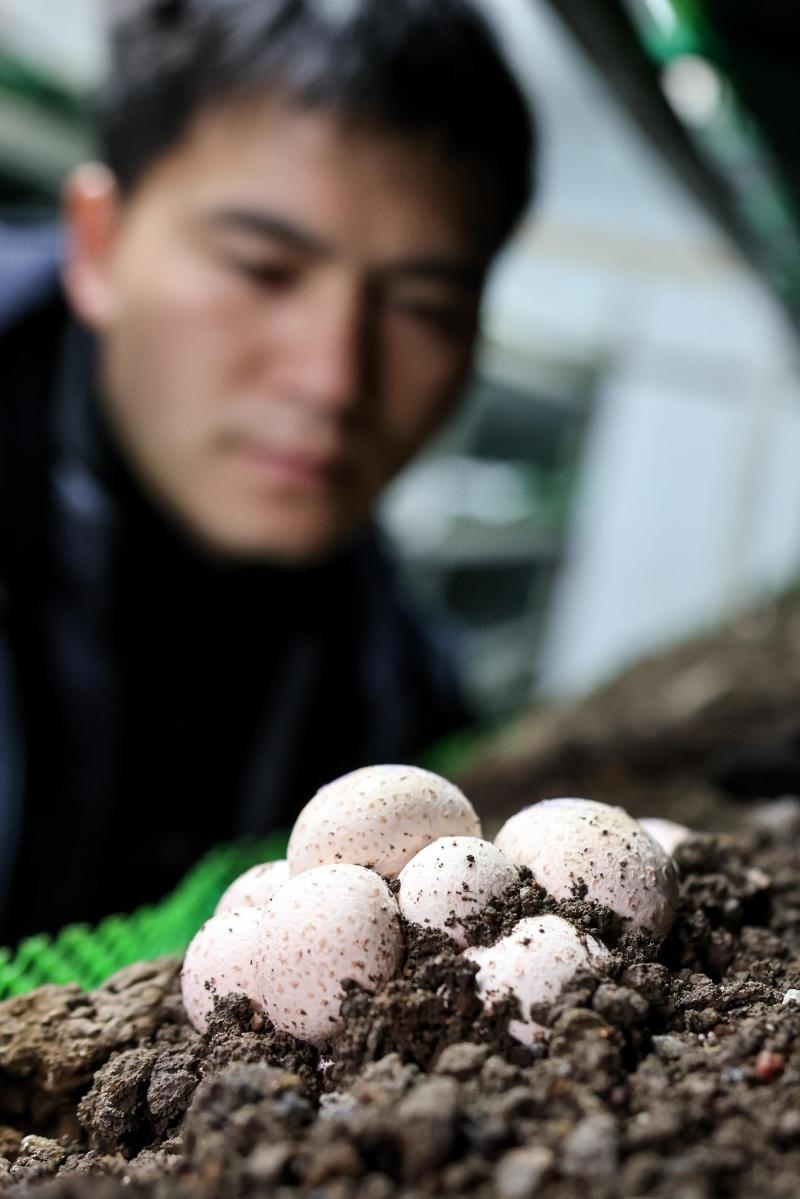 工作人員在貴陽(yáng)市白云區(qū)食用菌產(chǎn)業(yè)示范園智能菇房?jī)?nèi)查看菌菇生長(zhǎng)情況（2022年2月14日攝）。新華社記者 歐東衢 攝