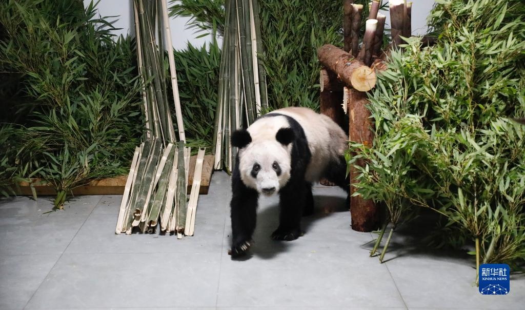 5月29日，大熊貓“丫丫”回到北京動物園。新華社發(fā)（付卓新 攝）