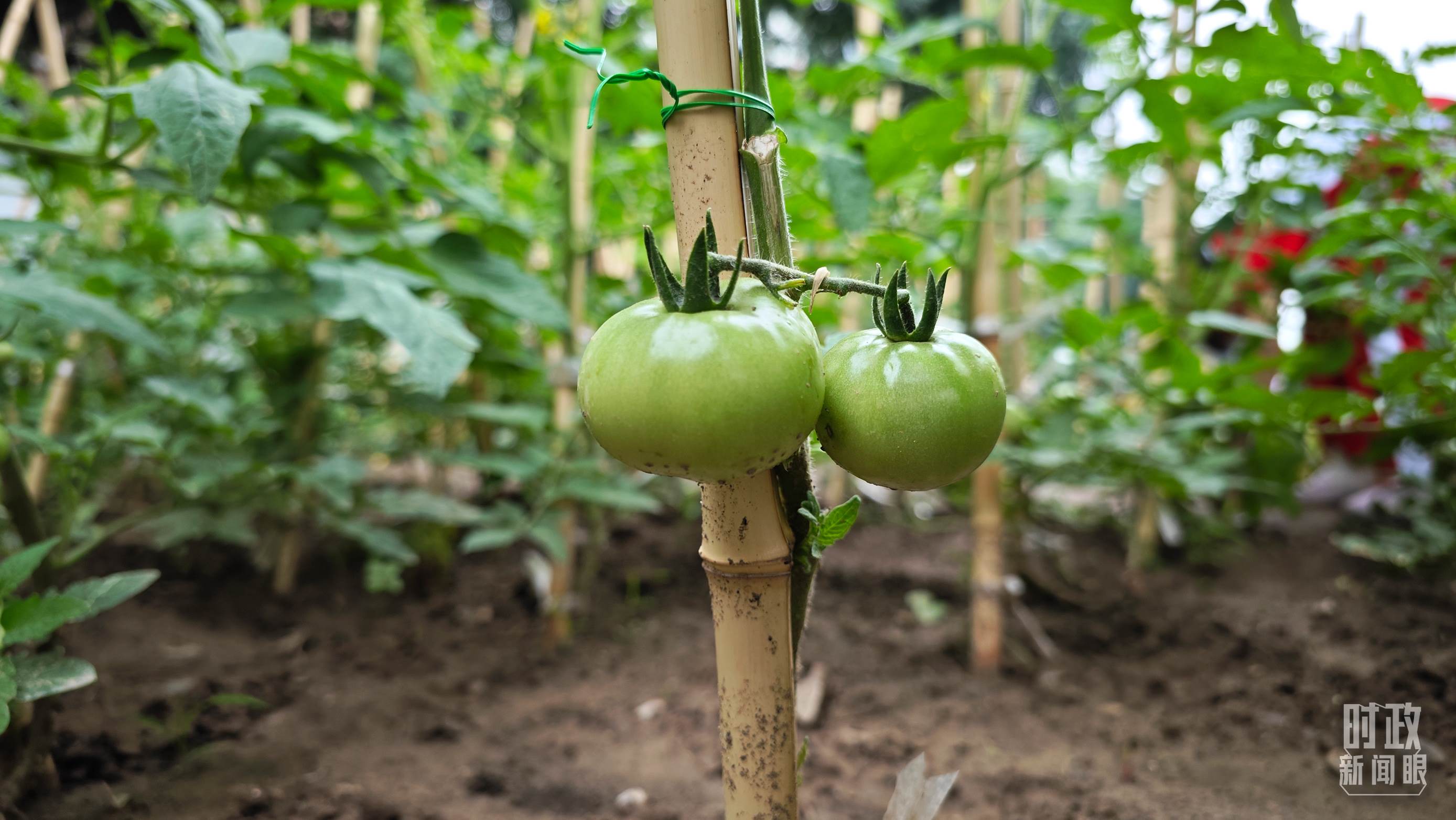 △學生種植的西紅柿結出果實。（北京育英學校三年級十班劉羽果拍攝）