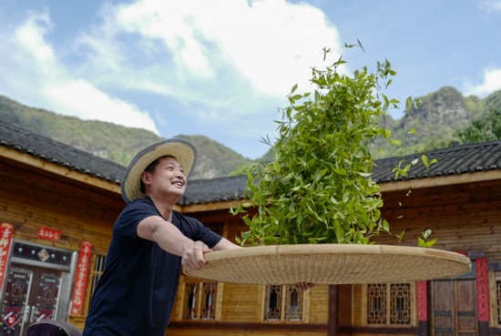 2023年4月19日，重慶市南川區(qū)德隆鎮(zhèn)茶樹村一個居民點，制茶工藝傳承人在幫助村民翻曬新鮮茶葉。