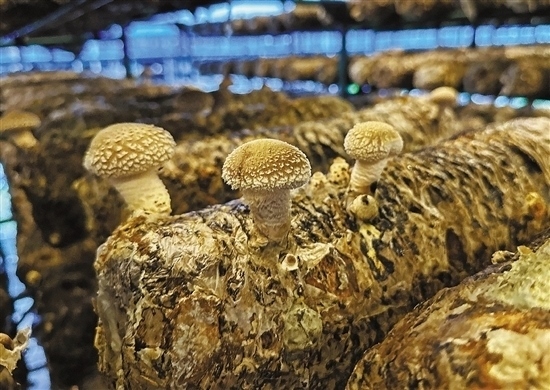 龍游數(shù)智大棚種植的花菇。 記者 祝梅 攝