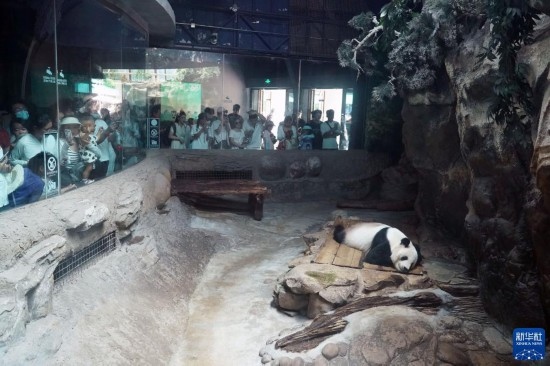 6月22日，游客在北京動(dòng)物園大熊貓館參觀。新華社記者 任超 攝