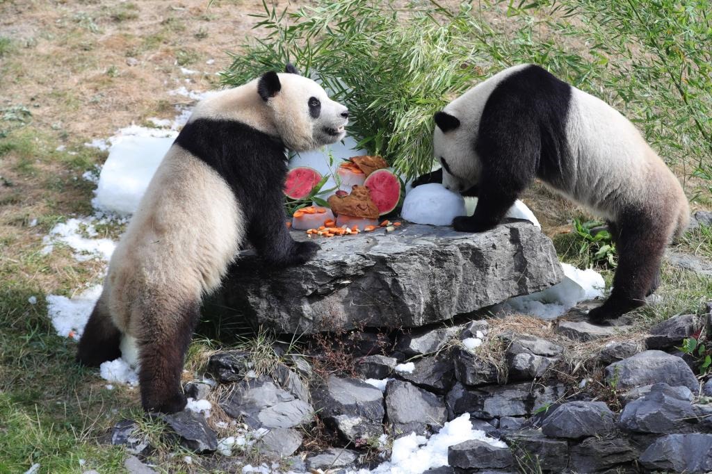 在比利時天堂動物園，大熊貓“寶弟”（左）、“寶妹”享用“生日大餐”。