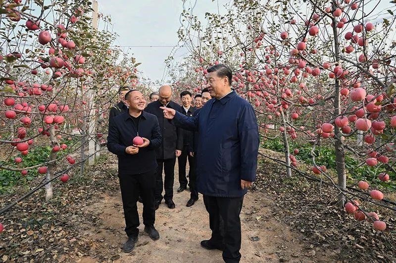 △2022年10月26日，陜西延安高橋鎮(zhèn)南溝村，習(xí)近平總書記走進果園，向現(xiàn)場采摘的果農(nóng)了解蘋果收成。