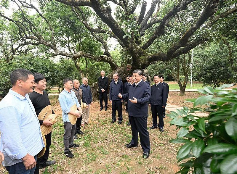 △今年4月11日，習(xí)近平總書記在廣東茂名高州市根子鎮(zhèn)柏橋村荔枝種植園，同現(xiàn)場技術(shù)人員親切交流。