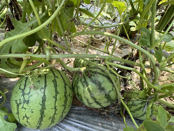 漿水李村瓜果種植基地。王紹紹攝
