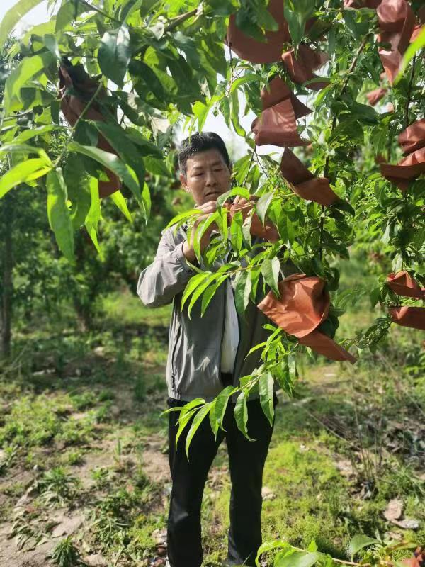 河南長(zhǎng)垣樊相鎮(zhèn)谷寨采摘園。王紹紹攝