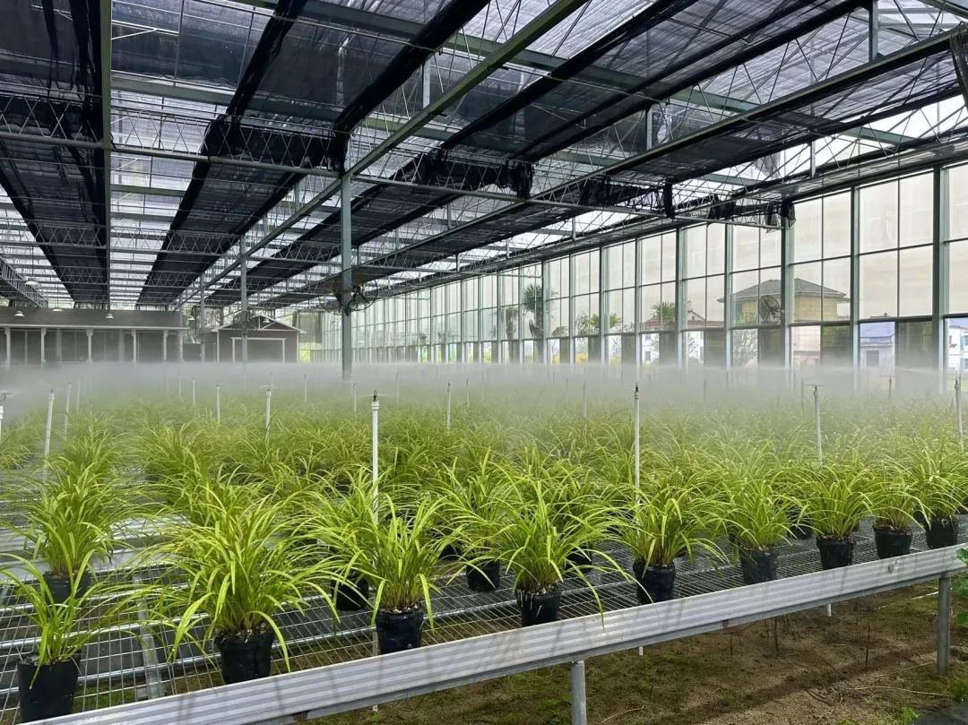 浙江省紹興市柯橋區(qū)漓渚鎮(zhèn)棠棣村的蘭花種植基地。靜玄 攝