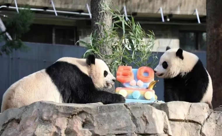 2022年，美國國家動物園舉辦活動慶祝大熊貓抵美50周年，園方為大熊貓“美香”“添添”和“小奇跡”一家三口準(zhǔn)備了有“50”字樣的冰凍水果蛋糕。（圖片來源：雅安市廣播電視臺）