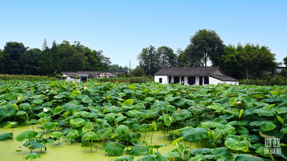 四川眉山，永豐村荷塘。2022年6月，習(xí)近平曾到此調(diào)研鄉(xiāng)村振興情況。（總臺(tái)央廣記者潘毅拍攝）
