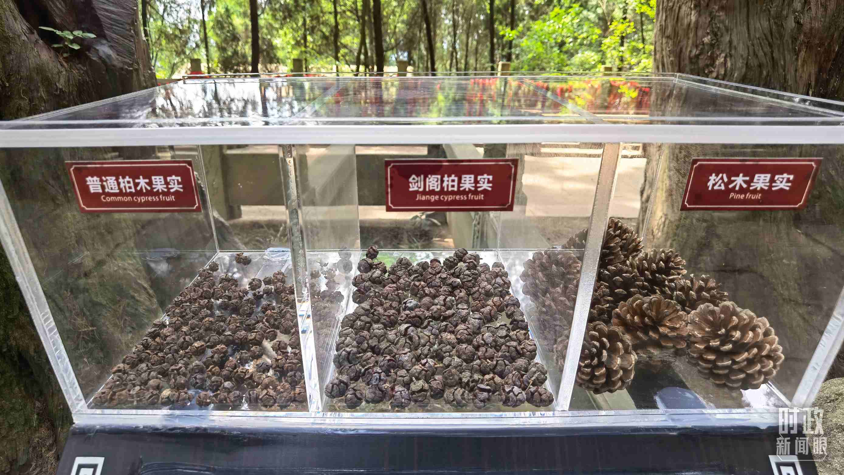 △翠云廊古蜀道，現(xiàn)場陳列的柏木和松木果實。（總臺央視記者石丞拍攝）