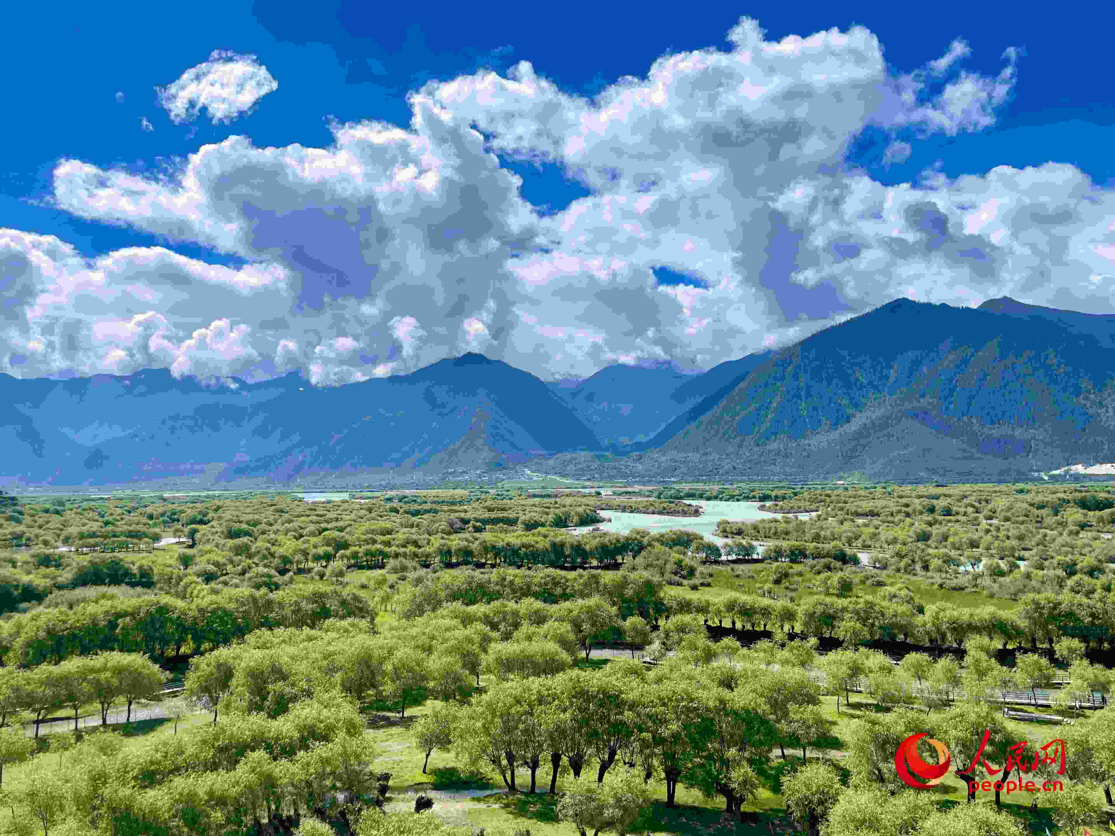 夏日的雅尼國家濕地公園生機盎然，如詩如畫。人民網(wǎng) 周靜圓攝