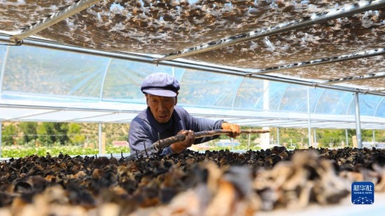 7月29日，在卓尼縣納浪鎮(zhèn)納浪村黑木耳種植基地，農(nóng)戶在翻曬黑木耳。