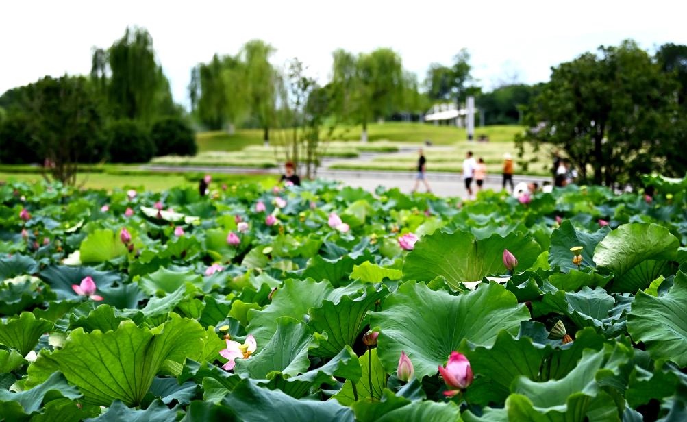 日前，陜西省漢中市漢江兩岸的天漢濕地公園內(nèi)，市民在休閑賞景。新華社記者 劉瀟 攝