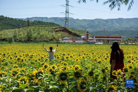 8月12日，游客在寧夏固原市涇源縣大灣鄉(xiāng)楊嶺村向日葵田中拍照。新華社記者 李旭倫 攝