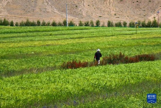 8月12日，西藏阿里地區(qū)普蘭縣赤德村村民在一片青稞田里行走。