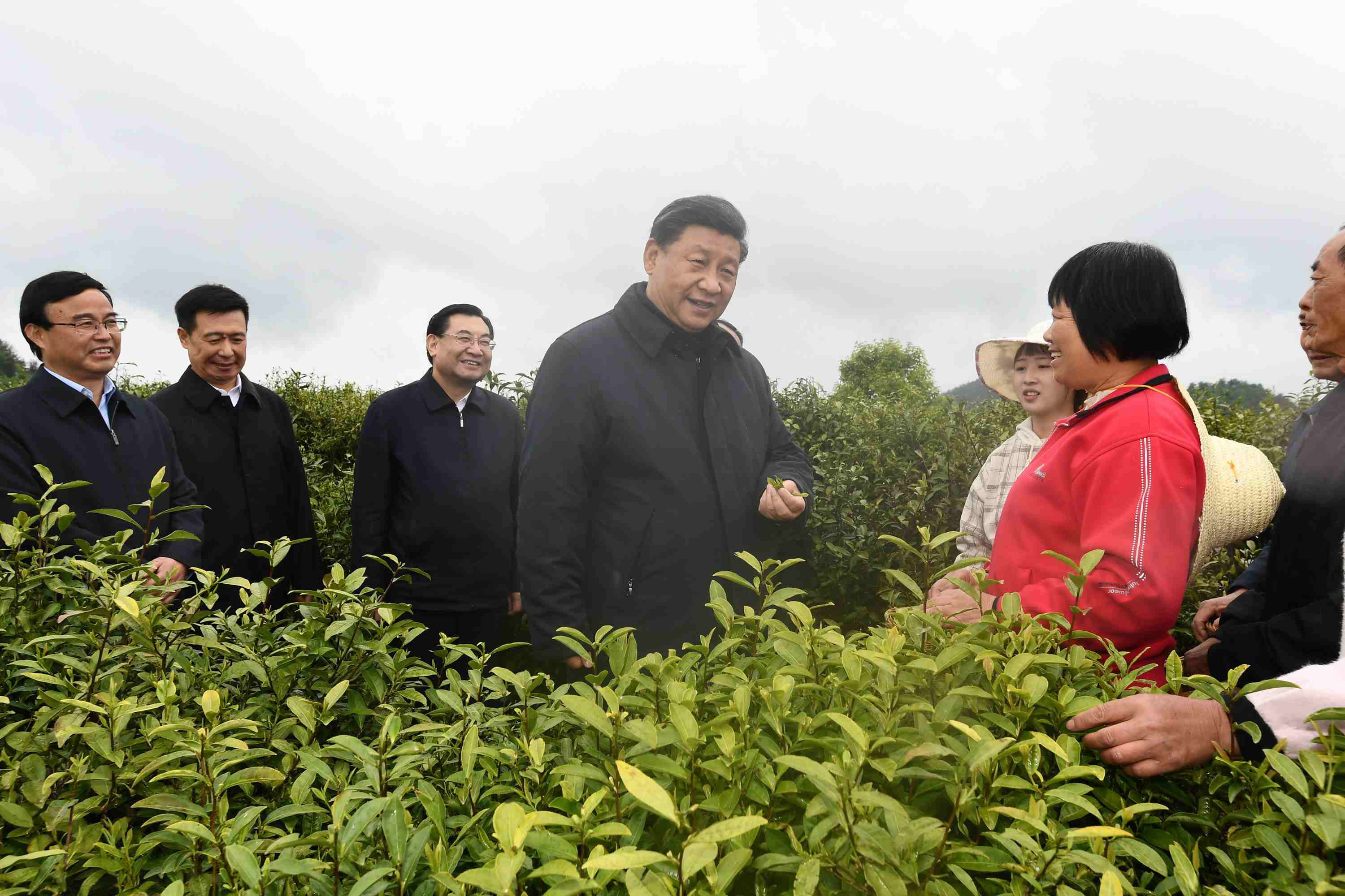4月20日至23日，中共中央總書記、國家主席、中央軍委主席習(xí)近平在陜西考察。這是4月21日，習(xí)近平在安康市平利縣老縣鎮(zhèn)蔣家坪村女媧鳳凰茶業(yè)現(xiàn)代示范園區(qū)，同茶農(nóng)們親切交談。