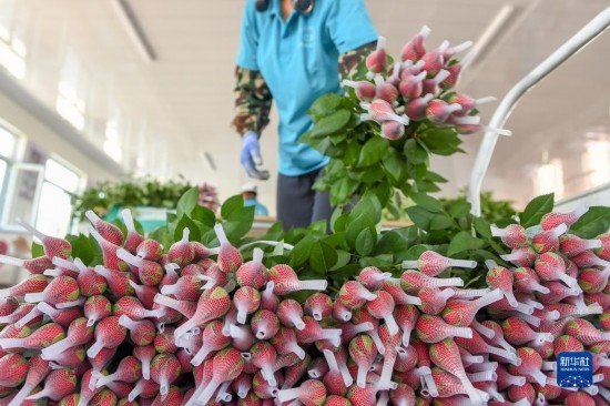 8月17日，農(nóng)民在吉林省德惠市朱城子鎮(zhèn)沿河村程雪家庭農(nóng)場打包玫瑰花。新華社記者 張楠 攝