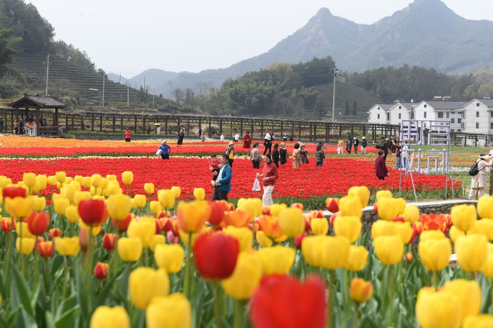 金華市浦江縣210省道旁的鮮花農(nóng)場(chǎng)（3月28日攝）。新華社記者 翁忻旸 攝