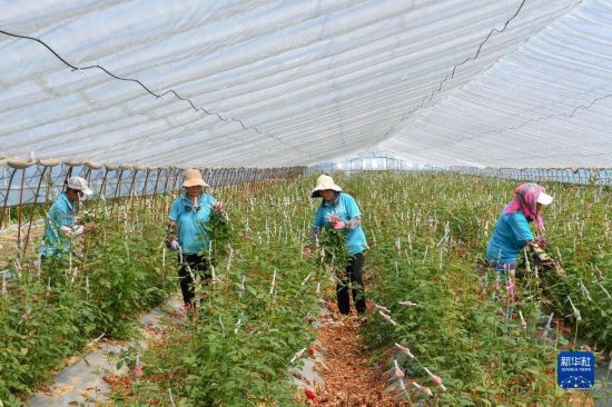8月17日，農(nóng)民在吉林省德惠市朱城子鎮(zhèn)沿河村程雪家庭農(nóng)場采摘玫瑰花。新華社記者 張楠 攝