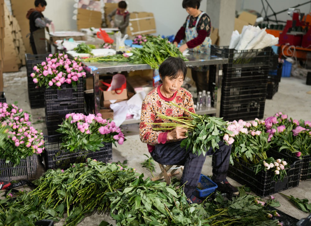 在浦江縣杭坪鎮(zhèn)烏漿村的鮮花種植基地，村民在處理芍藥鮮切花，準(zhǔn)備發(fā)往各地（5月23日攝）。新華社記者 翁忻旸 攝