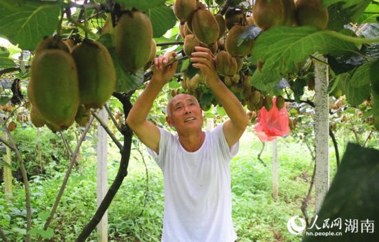 “農(nóng)民專家”丁清清在果園里采摘。 人民網(wǎng)記者 劉賓攝