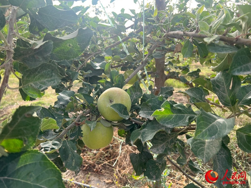 已有蘋果掛在枝頭，10月底即可成熟。人民網(wǎng)記者 常雪梅攝