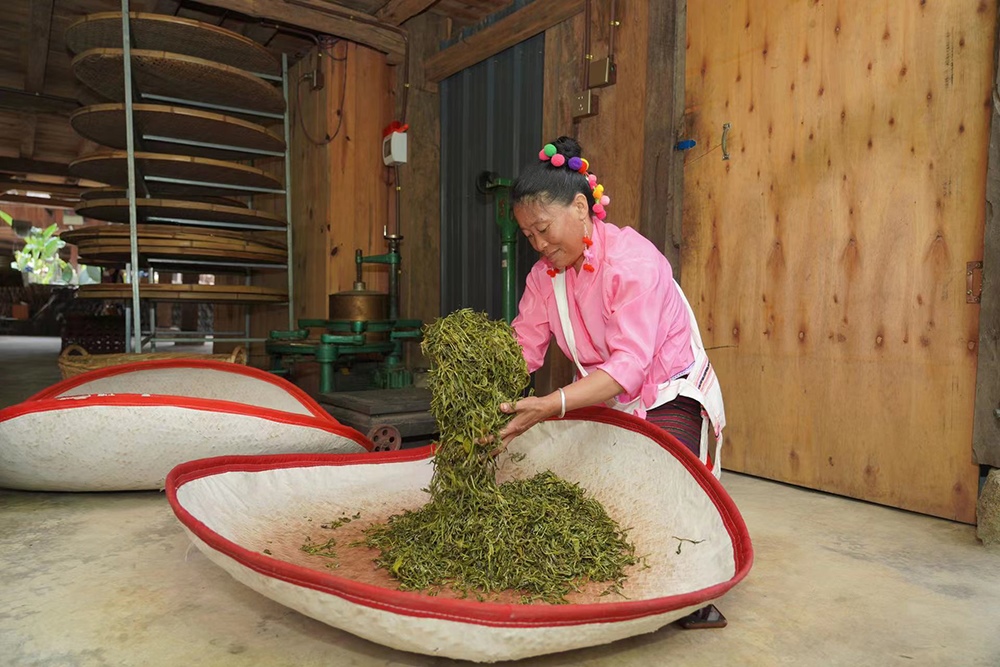 當(dāng)?shù)卮迕裾谌嗄聿枞~。普洱景邁山古茶林保護(hù)管理局供圖