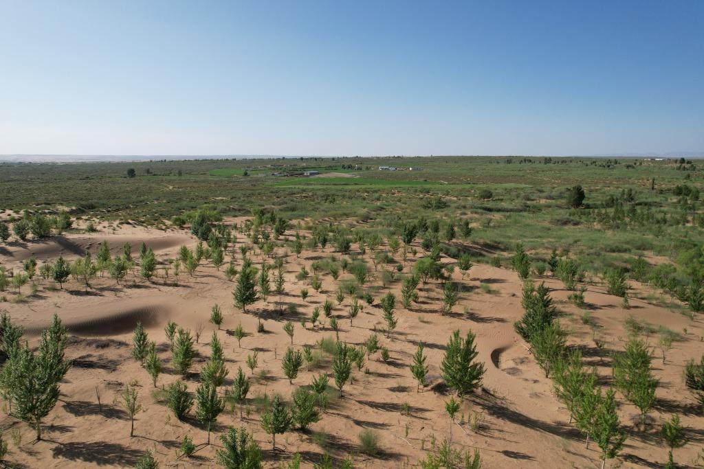 在庫布其沙漠腹地，牧民已讓10萬畝沙地變綠洲（無人機(jī)照片，2023年6月25日攝）。新華社記者李云平 攝
