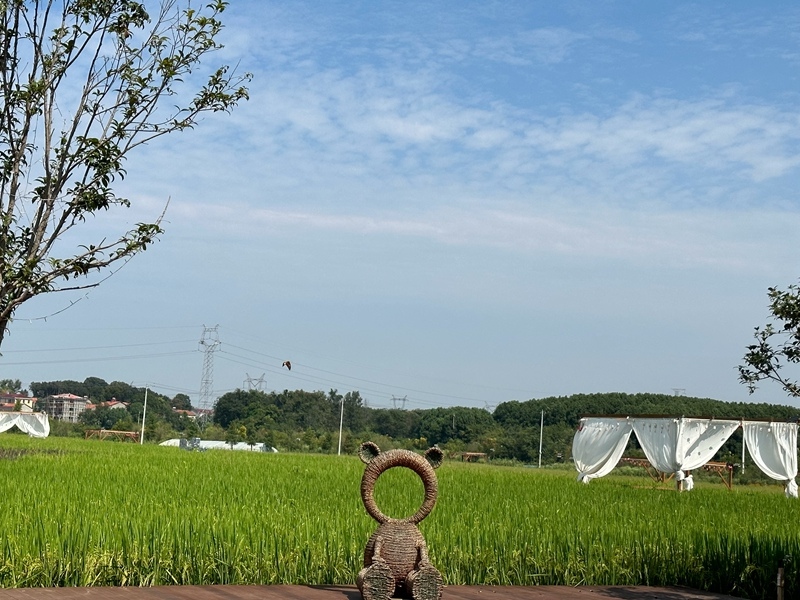 林語(yǔ)未來(lái)村打造農(nóng)家畈田園綜合體。人民網(wǎng) 王紹紹攝