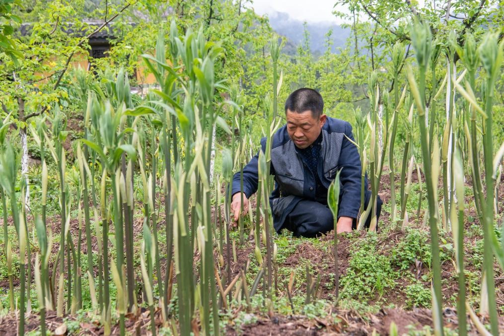 4月14日，村民陳朋在地里管護種植的黃精。新華社記者 唐奕 攝