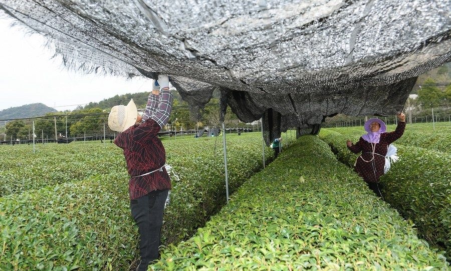  在浙江省紹興市越城區(qū)富盛鎮(zhèn)抹茶生產(chǎn)基地，農(nóng)戶為茶樹拉遮陽網(wǎng)（2023年2月28日攝）。
