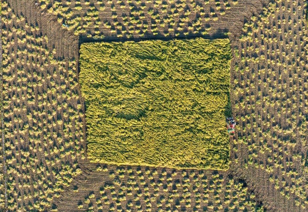 在吉林省舒蘭市平安鎮(zhèn)金星村，農(nóng)民駕駛農(nóng)機收割水稻（2023年9月21日攝，無人機照片）。新華社記者 張楠 攝